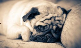 巴哥最新爆料事件